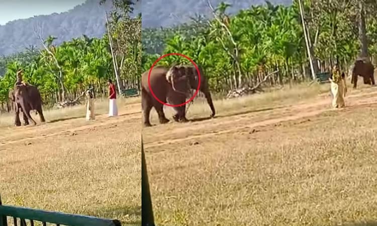 Sakrebailu: ಪ್ರಿ ವೆಡ್ಡಿಂಗ್ ಶೂಟ್ ವೇಳೆ ಆನೆ ಮೇಲಿಂದ ಬಿದ್ದ ಮಾವುತ