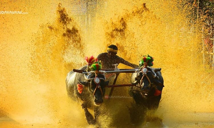 Kambala; ಧಾರ್ಮಿಕ ಹಿನ್ನೆಲೆಯ ಶಿರ್ವ ನಡಿಬೆಟ್ಟು ಕಂಬಳ; ಇತಿಹಾಸದ ಪುಟದಲ್ಲಿ ದಾಖಲಾದ ವೈಭವ