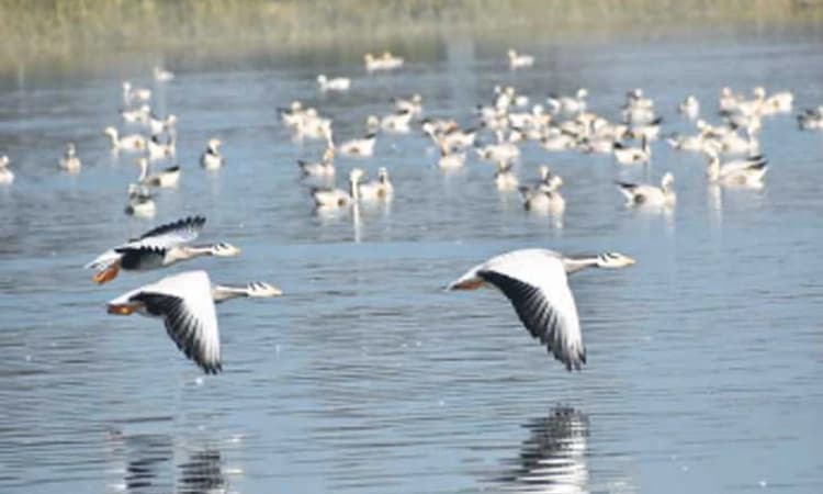 Shirahatti: ಮಾಗಡಿ ಕೆರೆಯಲ್ಲಿ ವಿದೇಶಿ ಹಕ್ಕಿಗಳ ಕಲರವ