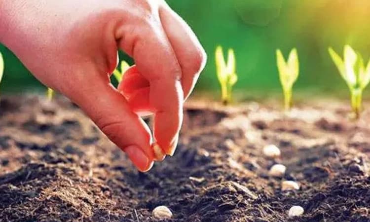 Sowing: ಜಿಲ್ಲಾದ್ಯಂತ ಹಿಂಗಾರು ಬಿತ್ತನೆ ಕುಸಿತ!