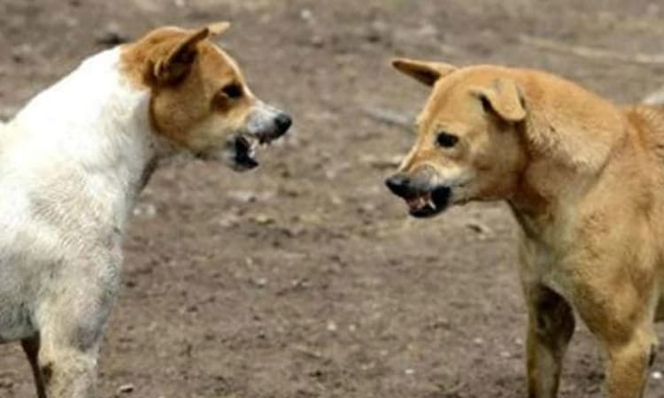 Vijayapura ನಗರದಲ್ಲಿ ಮೂವರು ಮಕ್ಕಳ ಮೇಲೆ ಬೀದಿ ನಾಯಿಗಳ ದಾಳಿ