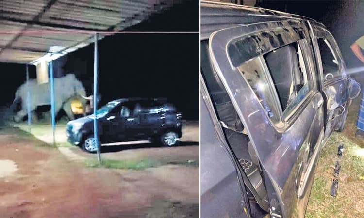 Belthangady ಹೆದ್ದಾರಿಯಲ್ಲಿ ಎದುರಾದ ಕಾರನ್ನು ಎತ್ತಿ ನೆಲಕ್ಕೊಗೆದ ಕಾಡಾನೆ!