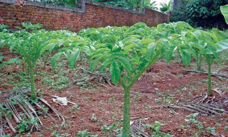 Research; ತುರಿಸದ ಸುವರ್ಣ ಗಡ್ಡೆ, ಕೆಸು: ಎನ್‌ಐಟಿಕೆಗೆ ಪೇಟೆಂಟ್‌