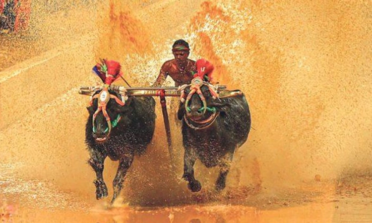 Kambala; ದೇವರ ಕಂಬಳ ಖ್ಯಾತಿಯ ಹೊಕ್ಕಾಡಿಗೋಳಿ ಕಂಬಳ 
