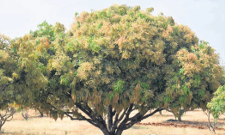 ಗದಗ: ಮಾವು ಬಂಪರ್‌ ಬೆಳೆ ನಿರೀಕ್ಷೆ- ಬೆಳೆಗಾರರಿಗೆ ಸಂತಸ