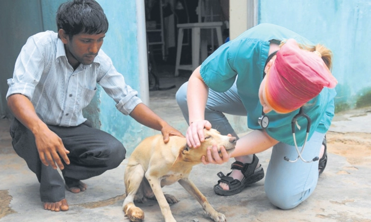 Udupi: ಬೀದಿ ನಾಯಿಗಳಿಗೆ 29.13 ಲಕ್ಷ ರೂ. ವೆಚ್ಚ!