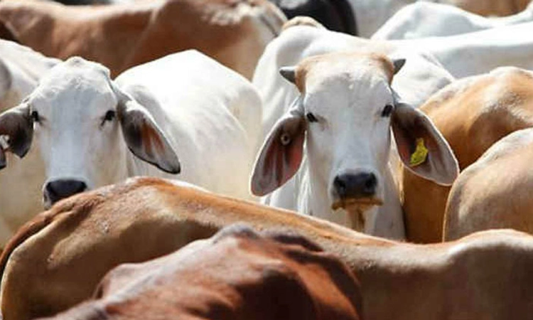 Karnataka Govt.,: ಹೊಸ ಗೋಶಾಲೆ ಇಲ್ಲ, ಇರುವುದಕ್ಕೆ ಬಲ