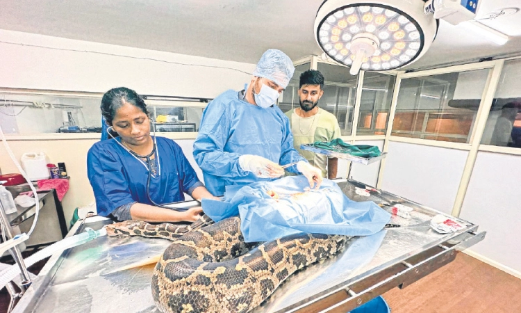 Udupi: ಹುಲ್ಲು ಕೊಯ್ಯುವ ಯಂತ್ರಕ್ಕೆ ಸಿಲುಕಿದ್ದ ಹೆಬ್ಬಾವಿಗೆ ಶಸ್ತ್ರಚಿಕಿತ್ಸೆ