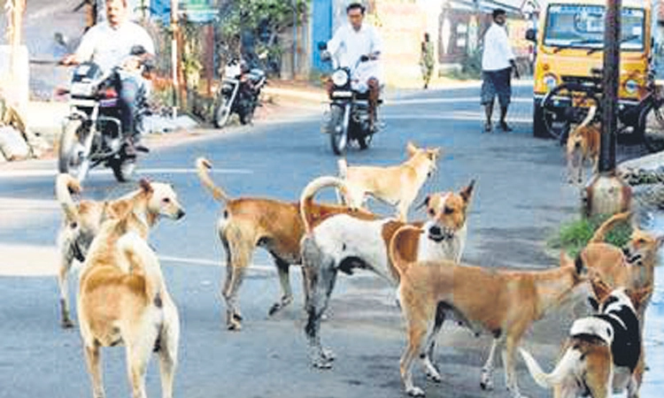 Karkala ಪೇಟೆ ಸುತ್ತಮುತ್ತ ಬೀದಿನಾಯಿಗಳ ಹಾವಳಿ