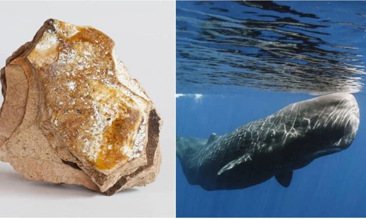 ಬೆಲೆ ಬಾಳುವ ಅಪರೂಪದ ಅಂಬರ್‌ ಗ್ರೀಸ್‌ನ ಚಿದಂಬರ ರಹಸ್ಯವೇನು ಗೊತ್ತಾ?