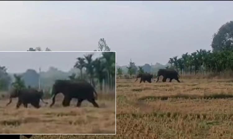 ಆನಂದಪುರ: ಬೆಳ್ಳಂಬೆಳಗ್ಗೆ ತೋಟಕ್ಕೆ ಕಾಡಾನೆಗಳ ಲಗ್ಗೆ… ಗ್ರಾಮಸ್ಥರಲ್ಲಿ ಆತಂಕ