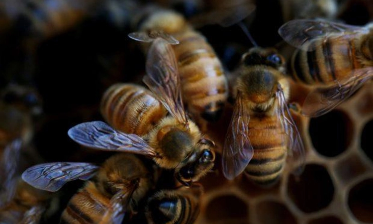 Honeybee Attack: ಹೆಜ್ಜೇನು ದಾಳಿ: ಓರ್ವ ಮೃತ್ಯು, ಏಳು ಮಂದಿಗೆ ಗಾಯ