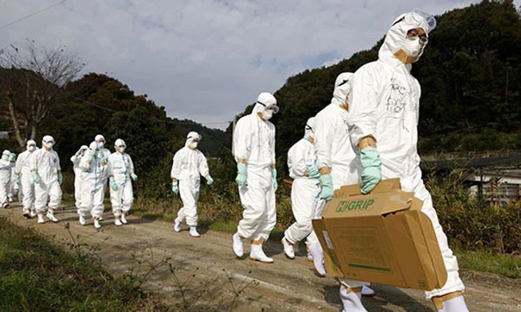 H5N1: ವಿಯೆಟ್ನಾಂನಲ್ಲಿ ಹಕ್ಕಿಜ್ವರಕ್ಕೆ ಮೊದಲ ಬಲಿ!