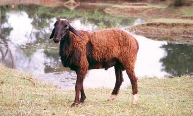 ಹಾಲ್ ಟಿಕೆಟನ್ನೇ ತಿಂದು ಹಾಕಿದ ಕುರಿ… ನೊಂದು ಆತ್ಮಹತ್ಯೆಗೆ ಯತ್ನಿಸಿದ ವಿದ್ಯಾರ್ಥಿನಿ