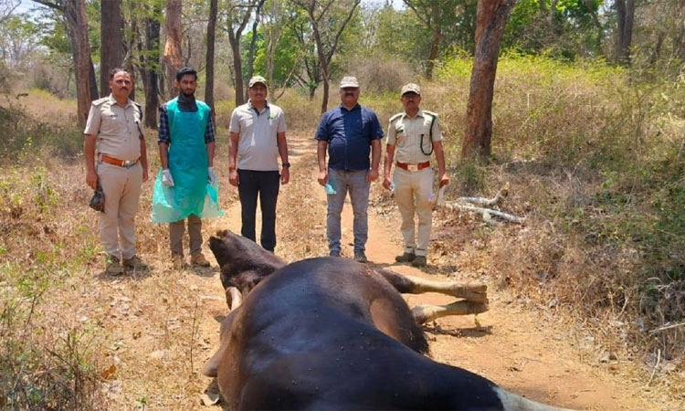 Hunsur: ನಾಗರಹೊಳೆ ಉದ್ಯಾನದಲ್ಲಿ ಗುಂಡೇಟಿಗೆ ಕಾಡುಕೋಣ ಬಲಿ