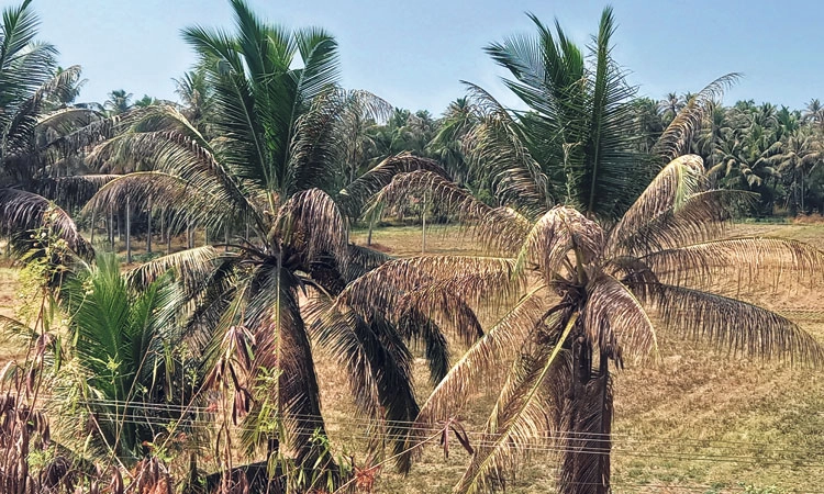 Coconut ಮರಗಳಿಗೆ ಕೀಟ ಬಾಧೆ: ಕರಟಿ, ಉದುರುವ ಗರಿಗಳು,ಮರವೇ ನಶಿಸುವ ಭೀತಿ