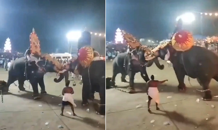 Video: ದೇವಸ್ಥಾನದ ಉತ್ಸವದ ವೇಳೆ ದೇವರನ್ನು ಹೊತ್ತ ಆನೆಯ ರಂಪಾಟ… ಹಲವು ಮಂದಿಗೆ ಗಾಯ