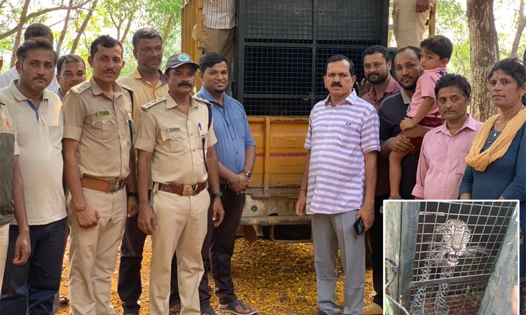 Kumta ಕೊನೆಗೂ ಬೋನಿಗೆ ಬಿದ್ದ ಚಿರತೆ; ನಿಟ್ಟುಸಿರು ಬಿಟ್ಟ ಗ್ರಾಮಸ್ಥರು!