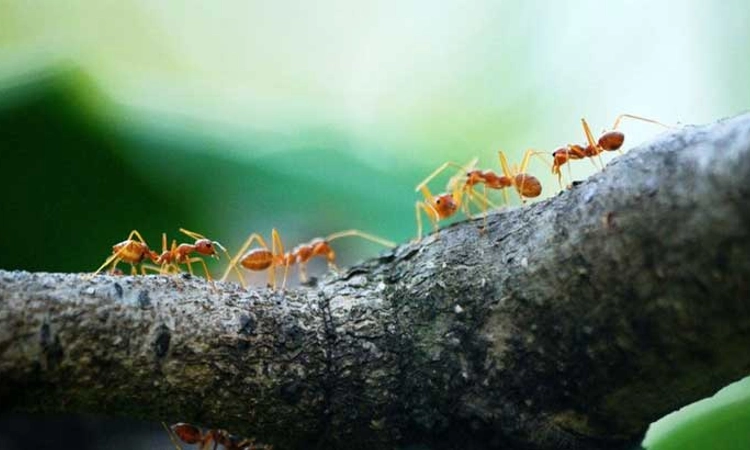 Desi Swara: ವಿಷಯ ಚಿಕ್ಕದಾದರೂ ಅದರೊಳಗಿನ ವಿಚಾರ ದೊಡ್ಡದು : ಅರಿವಿನ ಬೇಕು-ಬೇಡಗಳ ನಡುವೆ