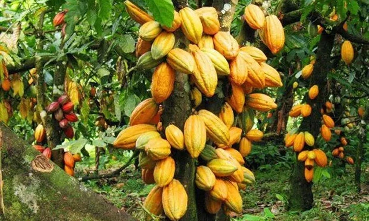 200 ರೂ. ಗಡಿಯಲ್ಲಿ ಕೊಕ್ಕೊ ಧಾರಣೆ : 450 ರೂ. ಗಡಿಯಲ್ಲಿ ಡಬ್ಬಲ್‌ ಚೋಲ್‌