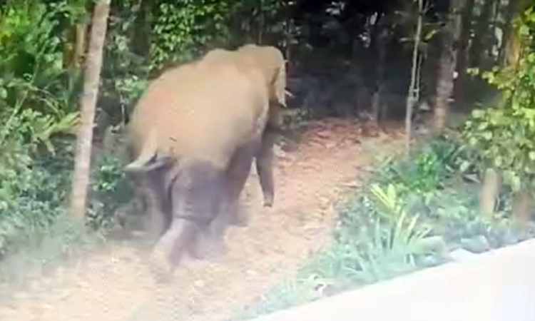 Elephant: ಕಾಡಾನೆ ದಾಳಿಗೆ ಕಾಫಿನಾಡಿನಲ್ಲಿ ಮತ್ತೊಂದು ಬಲಿ, ಕಾರ್ಮಿಕನ ಮೇಲೆರಗಿದ ಒಂಟಿ ಸಲಗ