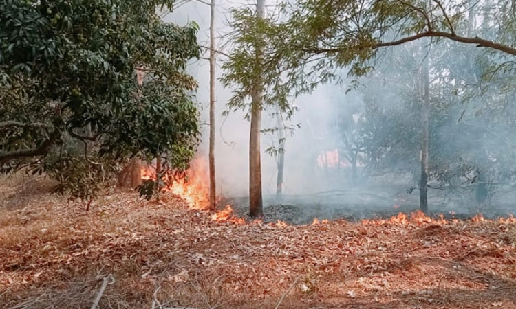 Ramanagara; ಆಕಸ್ಮಿಕ ಬೆಂಕಿಯಿಂದಾಗಿ ಸುಟ್ಟು ಭಸ್ಮವಾದ ಮಾವಿನ ಮರಗಳು