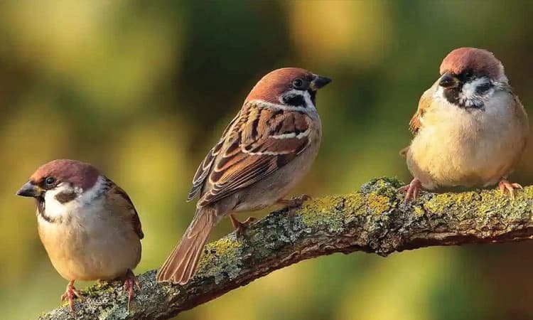 World Sparrow Day: ಮತ್ತೆ ಮನೆಗೆ ಮರಳಲಿ ಗುಬ್ಬಚ್ಚಿ