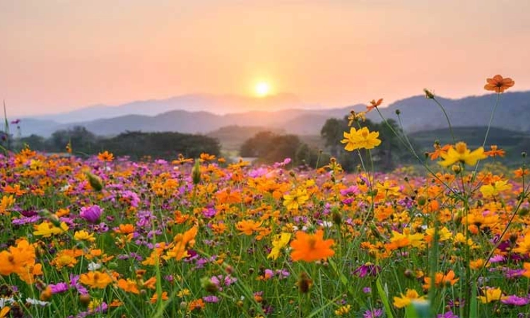 ವಸಂತ ಕಾಲ ಬಂದಾಗ…ತಾಪಮಾನ ಏರಿಕೆ- ಭಾರತದಲ್ಲಿ ವಸಂತ ಋತು ಕಣ್ಮರೆ!