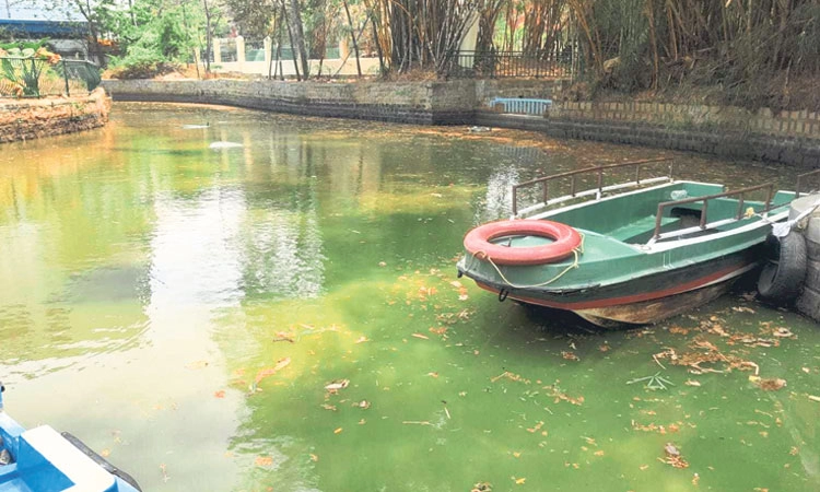 Water shortage: ಕಬ್ಬನ್‌ಪಾರ್ಕ್‌ನ ಬಾಲಭವನ ಬೋಟಿಂಗ್‌ಗೂ ನೀರಿನ ಬರ