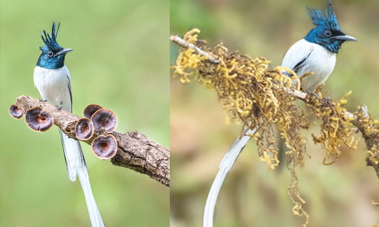 Indian paradise flycatcher: ಚೋಟುದ್ದ ಹಕ್ಕಿಗೆ ಮಾರುದ್ದ ಬಾಲ!