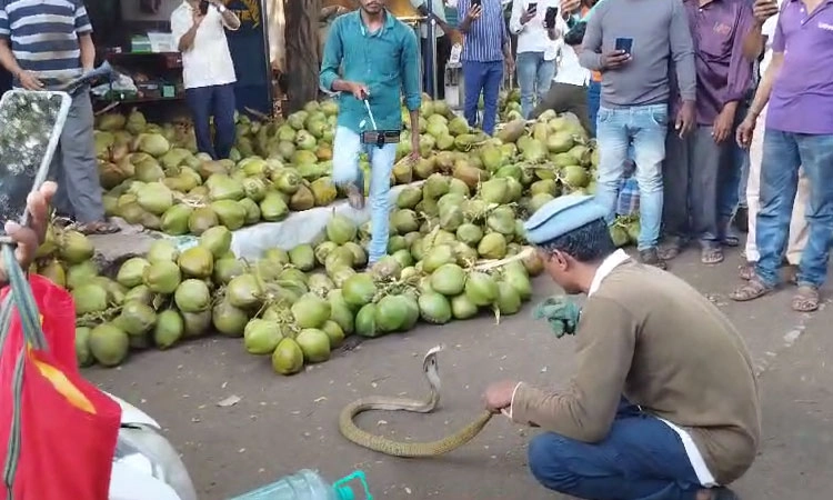 ಎಳನೀರು ರಾಶಿಯಲ್ಲಿ ಅವಿತ ನಾಗರಹಾವನ್ನು ಸುರಕ್ಷಿತವಾಗಿ ಹಿಡಿದು ಕಾಡಿಗೆ ಬಿಟ್ಟ ಉರಗ ಪ್ರೇಮಿ