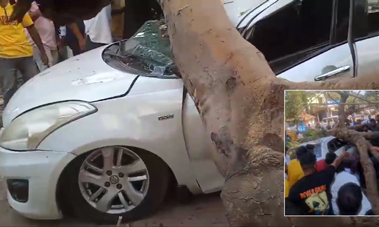 Dandeli: ಧರೆಗುರುಳಿದ ಮರ… 2 ಕಾರುಗಳು ಜಖಂ, ಬೈಕ್ ಸವಾರನ ಸ್ಥಿತಿ ಗಂಭೀರ