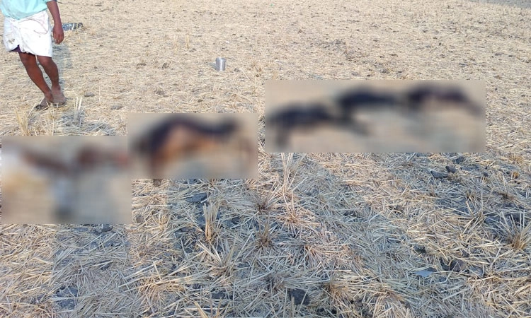 ಆನೆಗೊಂದಿ ಉತ್ಸವ:ಉಳಿದ ಆಹಾರ ಪದಾರ್ಥ ತಿಂದು 30 ಕುರಿ-ಮೇಕೆ ಸಾವು; 180ಕ್ಕೂ ಹೆಚ್ಚು ಅಸ್ವಸ್ಥ