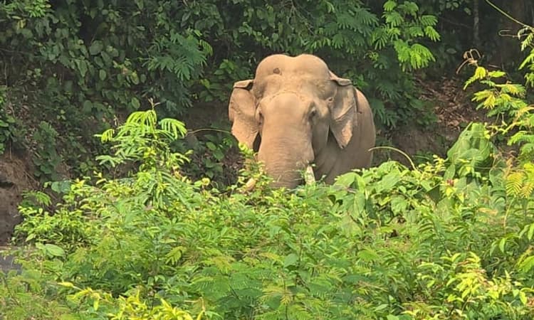 Uppinangady; ಕಾಡಾನೆ ಸಂಚಾರದಿಂದ ಹಿರೇಬಂಡಾಡಿ ಗ್ರಾಮಸ್ಥರು ಭಯಭೀತ