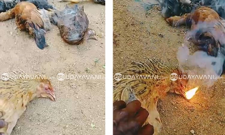 Sakleshpura: ಸತ್ತ ಕೋಳಿ ಬಾಯಲ್ಲಿ ಬೆಂಕಿ! ಗ್ರಾಮಸ್ಥರಿಗೆ ಅಚ್ಚರಿ