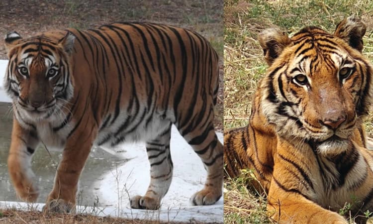 Gadag: ಬಿಂಕದಕಟ್ಟಿ ಮೃಗಾಲಯದಲ್ಲಿ 16 ವರ್ಷದ ಹೆಣ್ಣು ಹುಲಿ ಅನುಸೂಯ ನಿಧನ