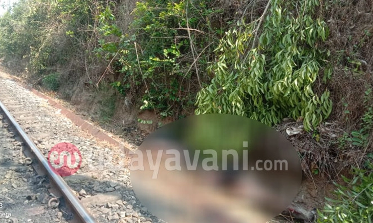 ಸುರತ್ಕಲ್: ತಡರಾತ್ರಿ ರೈಲಿನಡಿ ಸಿಲುಕಿ 13 ಎಮ್ಮೆಗಳು ಸಾವು!