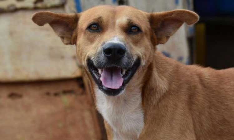 ದಕ್ಷಿಣ ಕನ್ನಡ: 15 ತಿಂಗಳಲ್ಲಿ  9,573 ನಾಯಿ ಕಡಿತ ಪ್ರಕರಣ