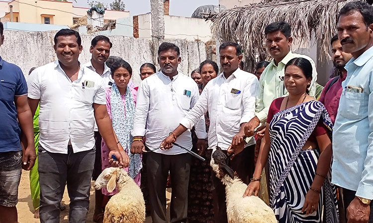 ಕಾರ್ಮಿಕರಿಗೆ ಕುರಿ-ಮೇಕೆ ವಿತರಣೆ