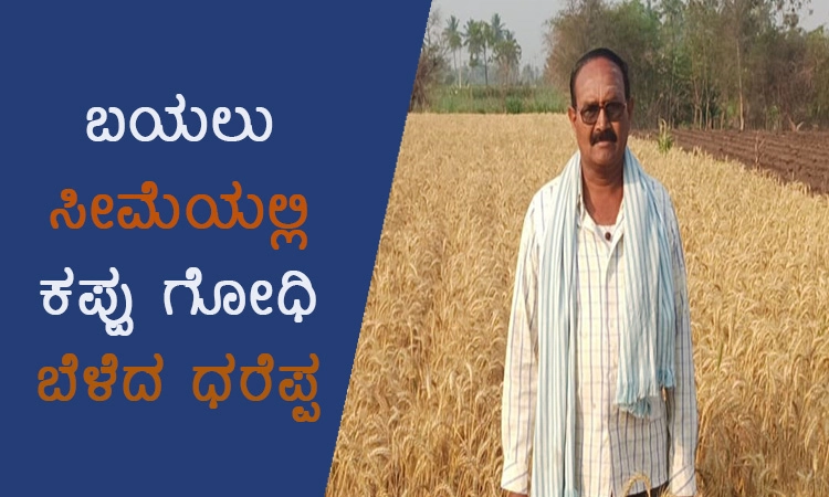 ಬಯಲು ಸೀಮೆಯಲ್ಲಿ ಕಪ್ಪು ಗೋಧಿ ಬೆಳೆದ ಧರೆಪ್ಪ