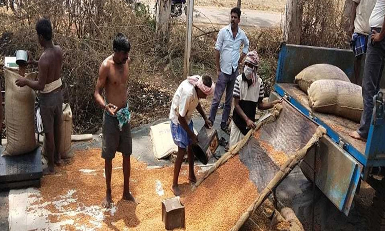 ಕಡಲೆ ಖರೀದಿ ಆರಂಭ: 8300 ರೈತರ ನೋಂದಣಿ
