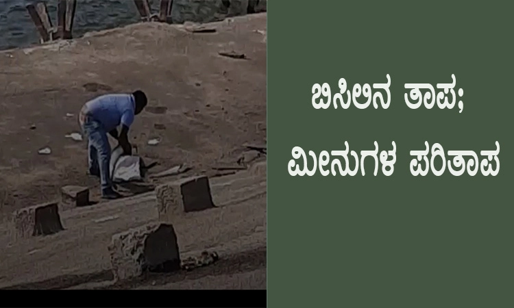 ಬಿಸಿಲಿನ ತಾಪ; ಮೀನುಗಳ ಪರಿತಾಪ