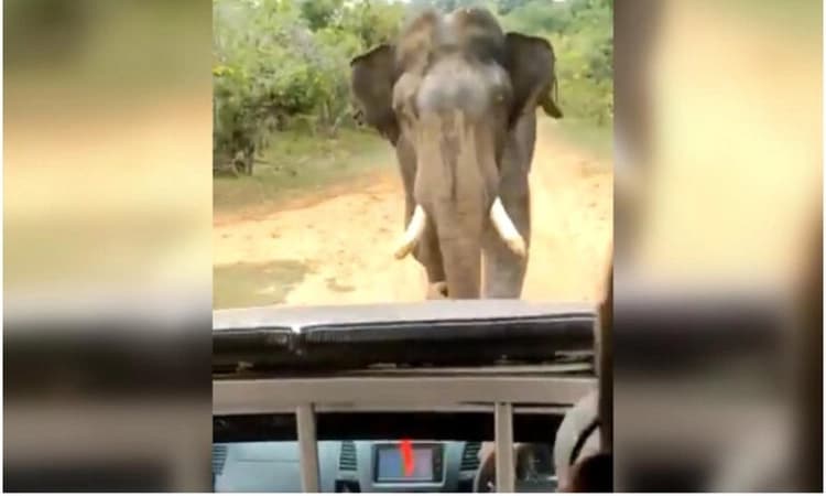 ಆನೆ ಹಿಂದೆ ಹೋದ ಯುವಕರ ಗುಂಪು : ಸಿಟ್ಟಿಗೆದ್ದ ಗಜರಾಜ ಏನು ಮಾಡಿದ ಗೊತ್ತಾ?