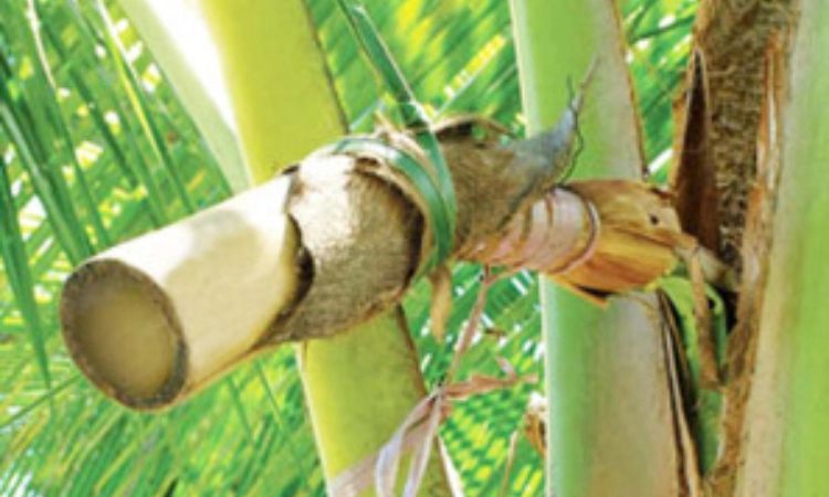 ತುಂಬೆ ನೀರಾ ಘಟಕದ ಮರು ಆರಂಭಕ್ಕೆ ಕೂಡಿ ಬಂದಿಲ್ಲ ಕಾಲ!