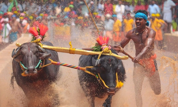 ಮತ್ತೆ ಮಿಂಚಿದ ಶ್ರೀನಿವಾಸ ಗೌಡ: ನೇಗಿಲು ಹಿರಿಯ ವಿಭಾಗದಲ್ಲಿ ಇರುವೈಲು ಪಾಣಿಲ ಚಾಂಪಿಯನ್
