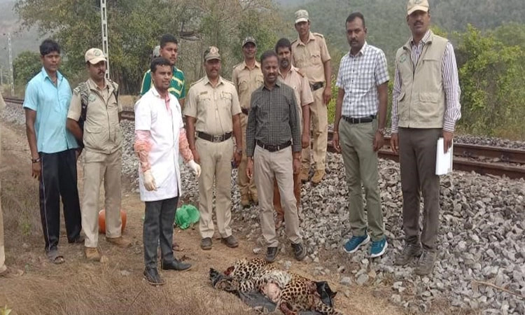 ರೈಲಿನಡಿ ಸಿಲುಕಿ ಚಿರತೆ ಸಾವು