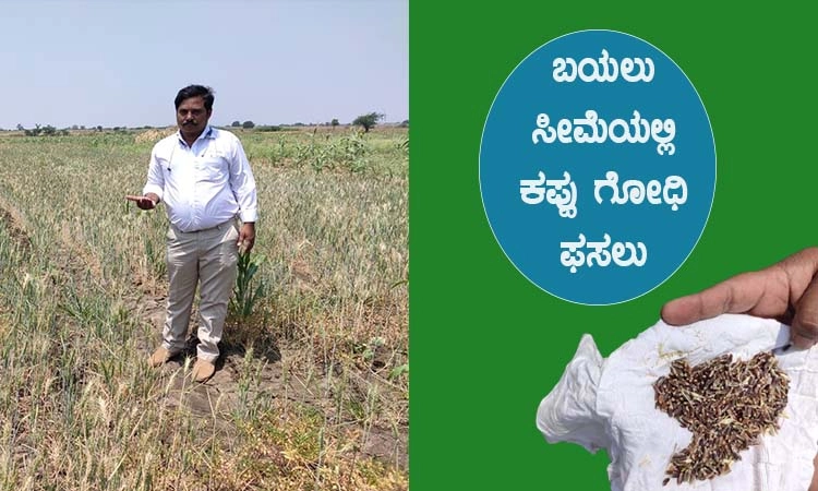 ಬಯಲು ಸೀಮೆಯಲ್ಲಿ ಕಪ್ಪು ಗೋಧಿ ಫ‌ಸಲು
