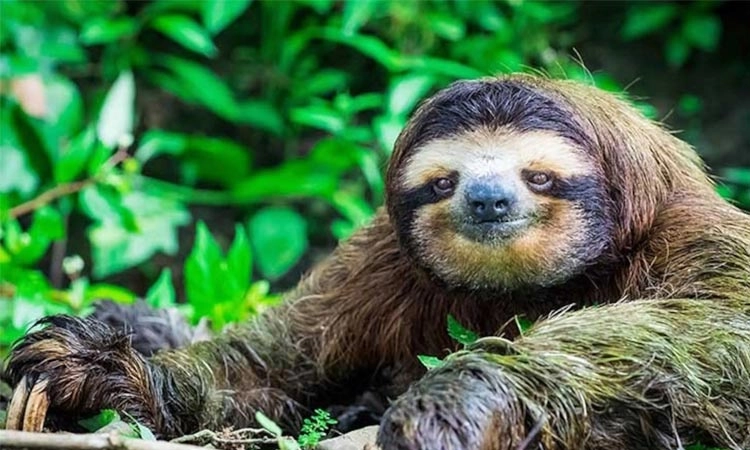 ನೀರಿನಲ್ಲಿ ಎಂಜಾಯ್ ಮಾಡುತ್ತಾ, ಆಟವಾಡುತ್ತಿದೆ ನೋಡಿ ಸ್ಲಾತ್ ಪ್ರಾಣಿ