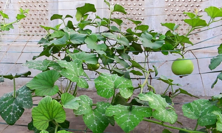 ಮನೆಯಂಗಳದಲ್ಲೇ ಬೆಳೆಯಿರಿ ಸೋರೆಕಾಯಿ