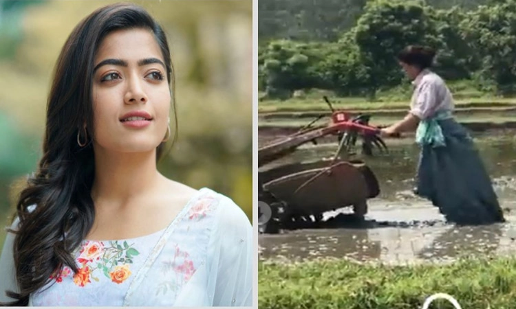 Watch Video: ಗದ್ದೆ ಉಳುಮೆ ಮಾಡಿದ ನಟಿ ರಶ್ಮಿಕಾ ಮಂದಣ್ಣ!